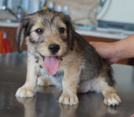 Vicky (female) - rezervovaná (HDT)